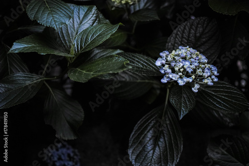 紫陽花 © Kumpei