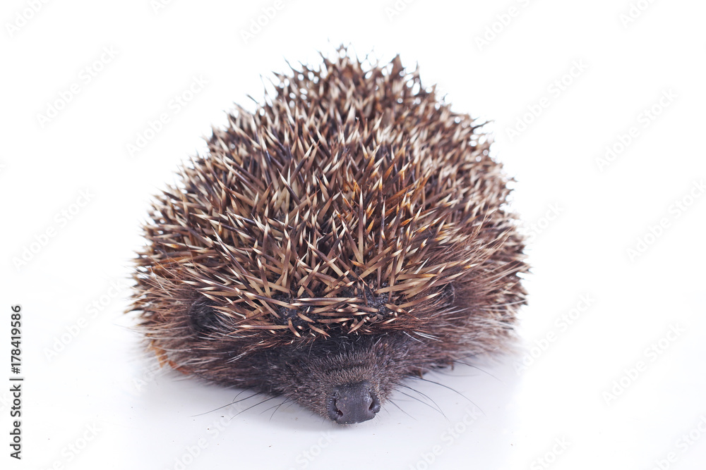 Fototapeta premium Cute wild hedgehog. Hedgehog closeup. hedgehog spike spikes quills as texture background. Hedgehog is any of the spiny mammals of the subfamily Erinaceinae, in the eulipotyphlan family Erinaceidae.