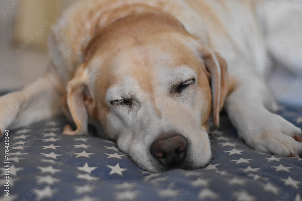 Portrait of sleeping cream labrador retriever dog at the pillow