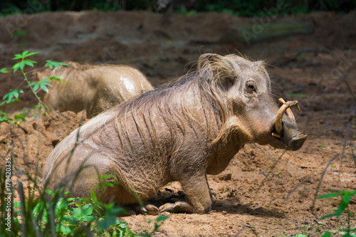 Desert Warthog Playing on Mud