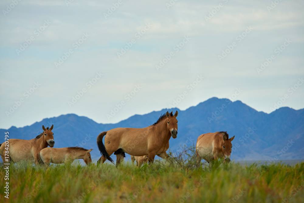 Przewalski horses in the Altyn Emel National Park in Kazakhstan. The Przewalski's horse or Dzungarian horse, is a rare and endangered subspecies of wild horse native to the steppes of central Asia. T Przewalski horses in the Altyn Emel National Park in Kazakhstan. The Przewalski's horse or Dzungarian horse, is a rare and endangered subspecies of wild horse native to the steppes of central Asia. T