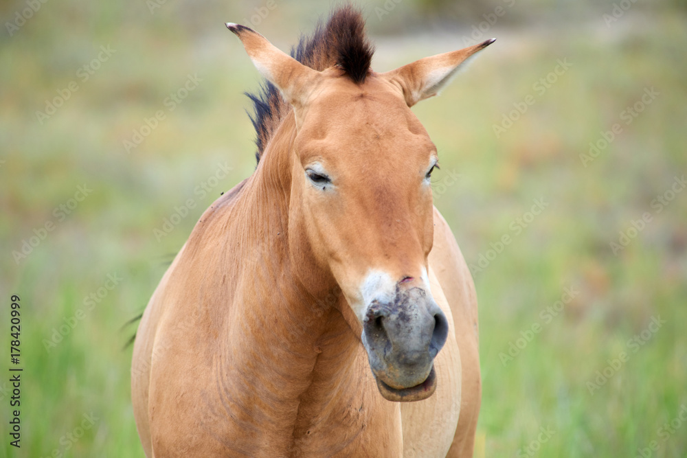 Przewalski horses in the Altyn Emel National Park in Kazakhstan. The Przewalski's horse or Dzungarian horse, is a rare and endangered subspecies of wild horse native to the steppes of central Asia. T Przewalski horses in the Altyn Emel National Park in Kazakhstan. The Przewalski's horse or Dzungarian horse, is a rare and endangered subspecies of wild horse native to the steppes of central Asia. T
