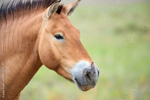 Przewalski horses in the Altyn Emel National Park in Kazakhstan.  The Przewalski's horse or Dzungarian horse, is a rare and endangered subspecies of wild horse native to the steppes of central Asia. T
