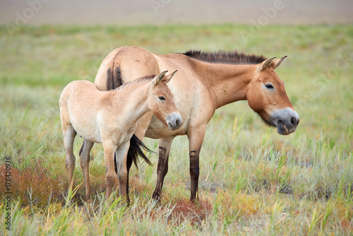Przewalski horses in the Altyn Emel National Park in Kazakhstan.  The Przewalski's horse or Dzungarian horse, is a rare and endangered subspecies of wild horse native to the steppes of central Asia. T