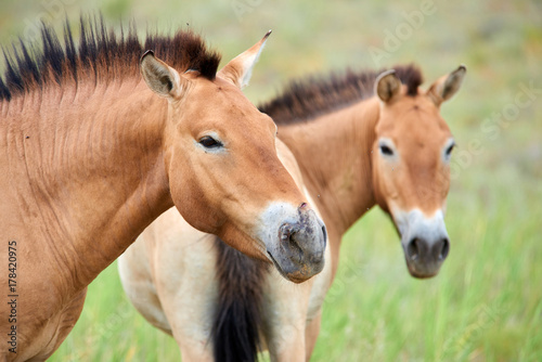 Przewalski horses in the Altyn Emel National Park in Kazakhstan.  The Przewalski's horse or Dzungarian horse, is a rare and endangered subspecies of wild horse native to the steppes of central Asia. T © Yerbolat