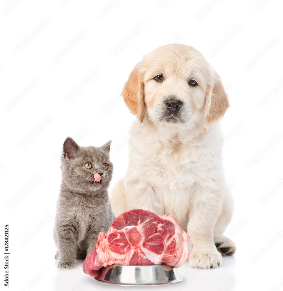 Fototapeta premium golden retriever and a licking kitten are sitting with raw meat. isolated on white background