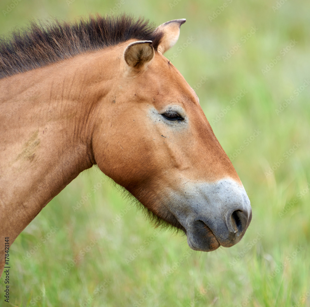 Przewalski horses in the Altyn Emel National Park in Kazakhstan. The Przewalski's horse or Dzungarian horse, is a rare and endangered subspecies of wild horse native to the steppes of central Asia. T Przewalski horses in the Altyn Emel National Park in Kazakhstan. The Przewalski's horse or Dzungarian horse, is a rare and endangered subspecies of wild horse native to the steppes of central Asia. T
