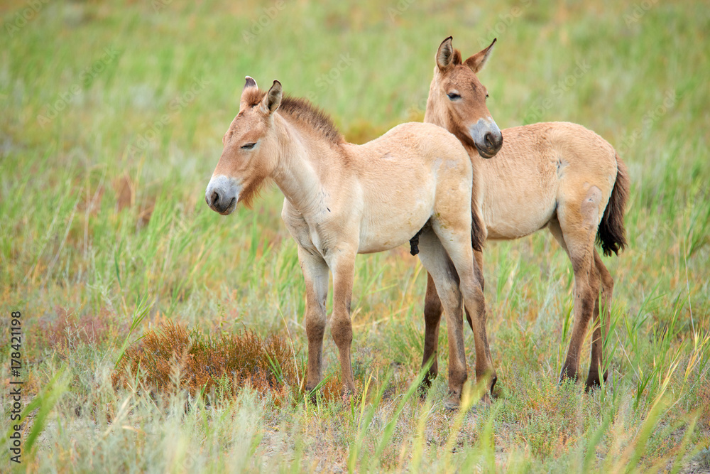 Przewalski horses in the Altyn Emel National Park in Kazakhstan.  The Przewalski's horse or Dzungarian horse, is a rare and endangered subspecies of wild horse native to the steppes of central Asia. T