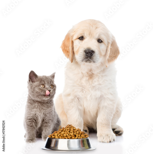Golden retriever and licking kitty are sitting with dry food. isolated on white background
