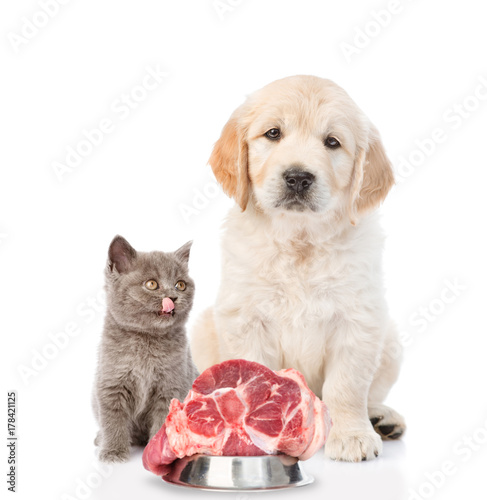 golden retriever and a licking kitten are sitting with raw meat. isolated on white background