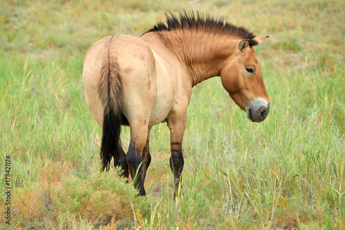 Przewalski horses in the Altyn Emel National Park in Kazakhstan.  The Przewalski's horse or Dzungarian horse, is a rare and endangered subspecies of wild horse native to the steppes of central Asia. T photo