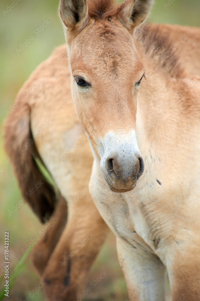 Przewalski horses in the Altyn Emel National Park in Kazakhstan. The Przewalski's horse or Dzungarian horse, is a rare and endangered subspecies of wild horse native to the steppes of central Asia. T Przewalski horses in the Altyn Emel National Park in Kazakhstan. The Przewalski's horse or Dzungarian horse, is a rare and endangered subspecies of wild horse native to the steppes of central Asia. T