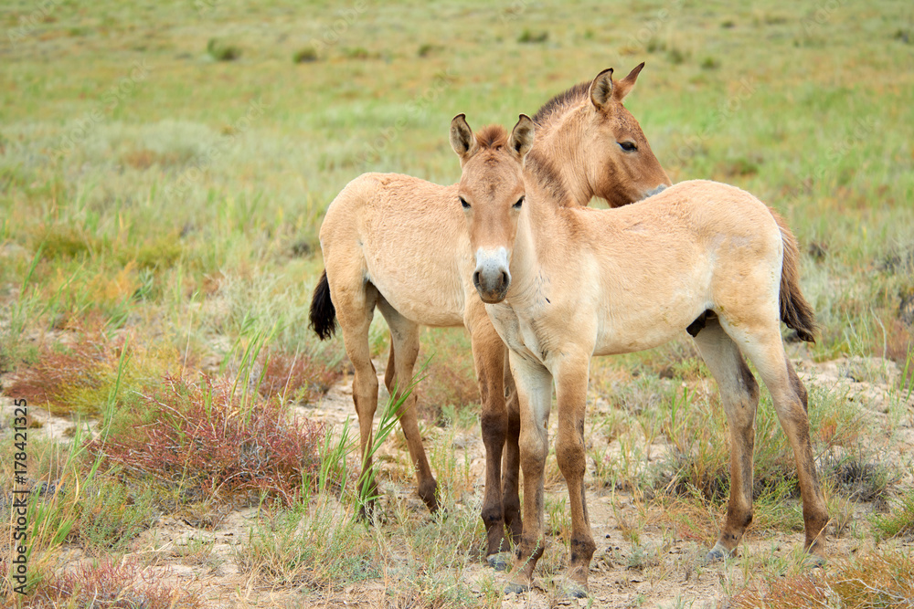 Przewalski horses in the Altyn Emel National Park in Kazakhstan. The Przewalski's horse or Dzungarian horse, is a rare and endangered subspecies of wild horse native to the steppes of central Asia. T Przewalski horses in the Altyn Emel National Park in Kazakhstan. The Przewalski's horse or Dzungarian horse, is a rare and endangered subspecies of wild horse native to the steppes of central Asia. T