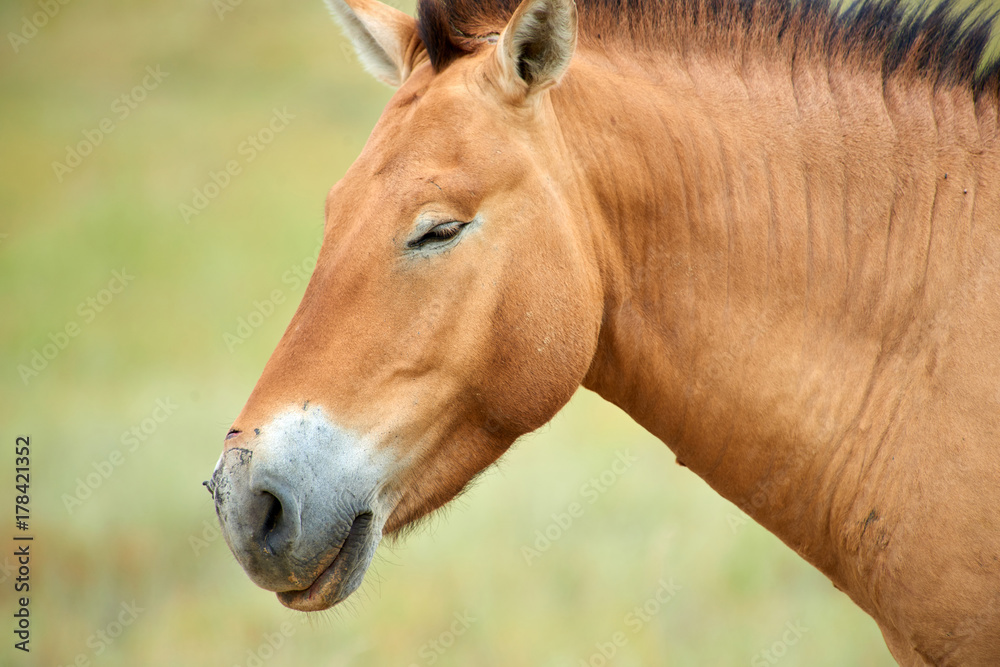 Przewalski horses in the Altyn Emel National Park in Kazakhstan. The Przewalski's horse or Dzungarian horse, is a rare and endangered subspecies of wild horse native to the steppes of central Asia. T Przewalski horses in the Altyn Emel National Park in Kazakhstan. The Przewalski's horse or Dzungarian horse, is a rare and endangered subspecies of wild horse native to the steppes of central Asia. T