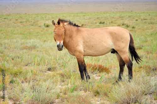 Przewalski horses in the Altyn Emel National Park in Kazakhstan. The Przewalski's horse or Dzungarian horse, is a rare and endangered subspecies of wild horse native to the steppes of central Asia. T