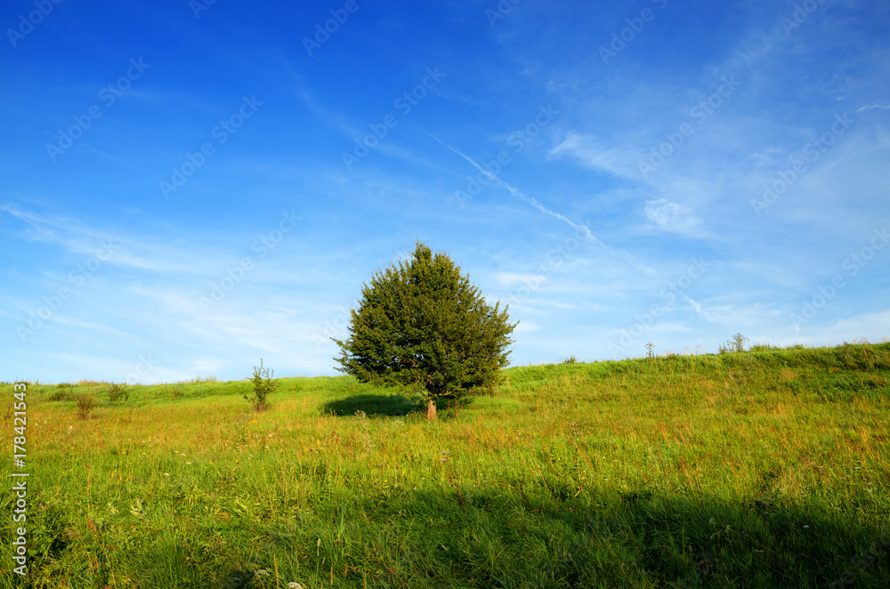 Summer landscape with lonely growing apple tree 