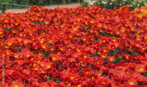 blossom red chrysanthemum © RNG