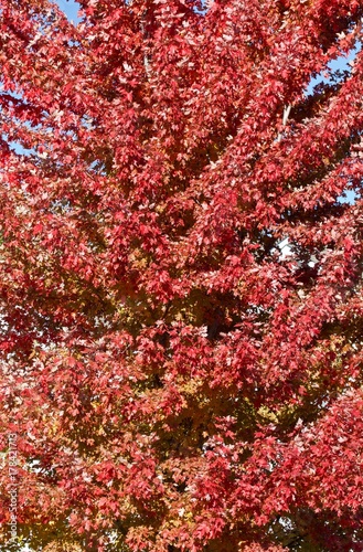 Red autumn maple leaves