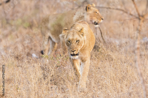 Lioness move in brown grass in afternoon to a kill