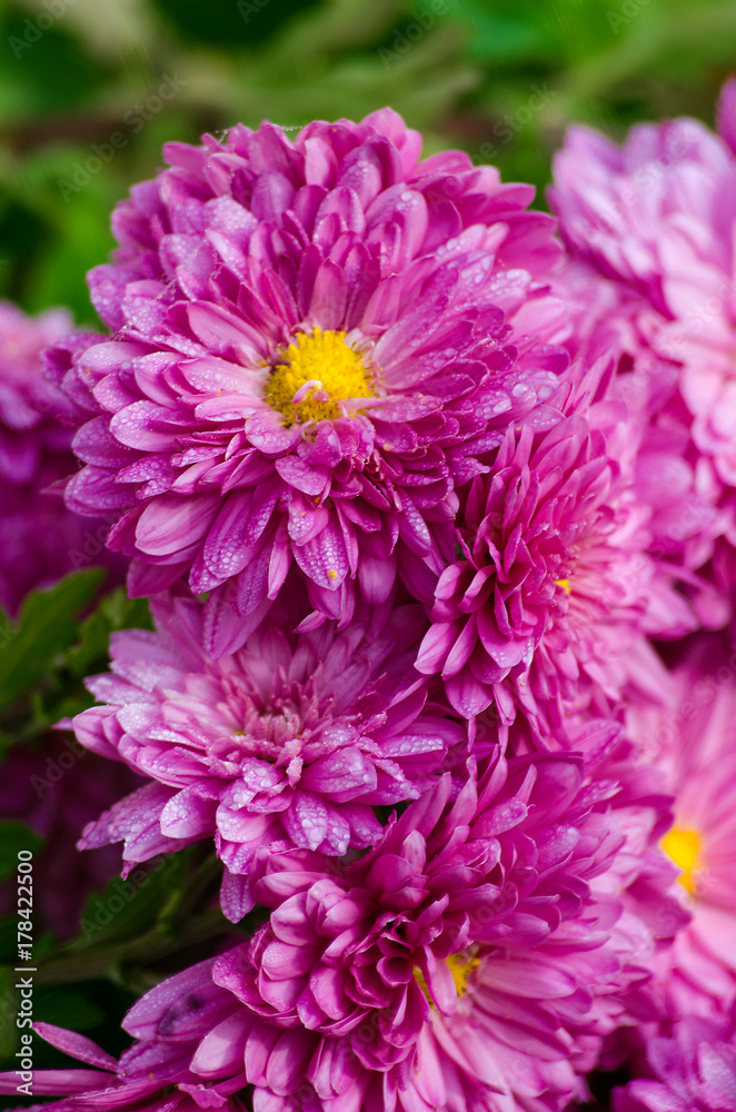 Chrysanthemum flowers grow outdoors in the fall Chrysanthemum flowers grow outdoors in the fall