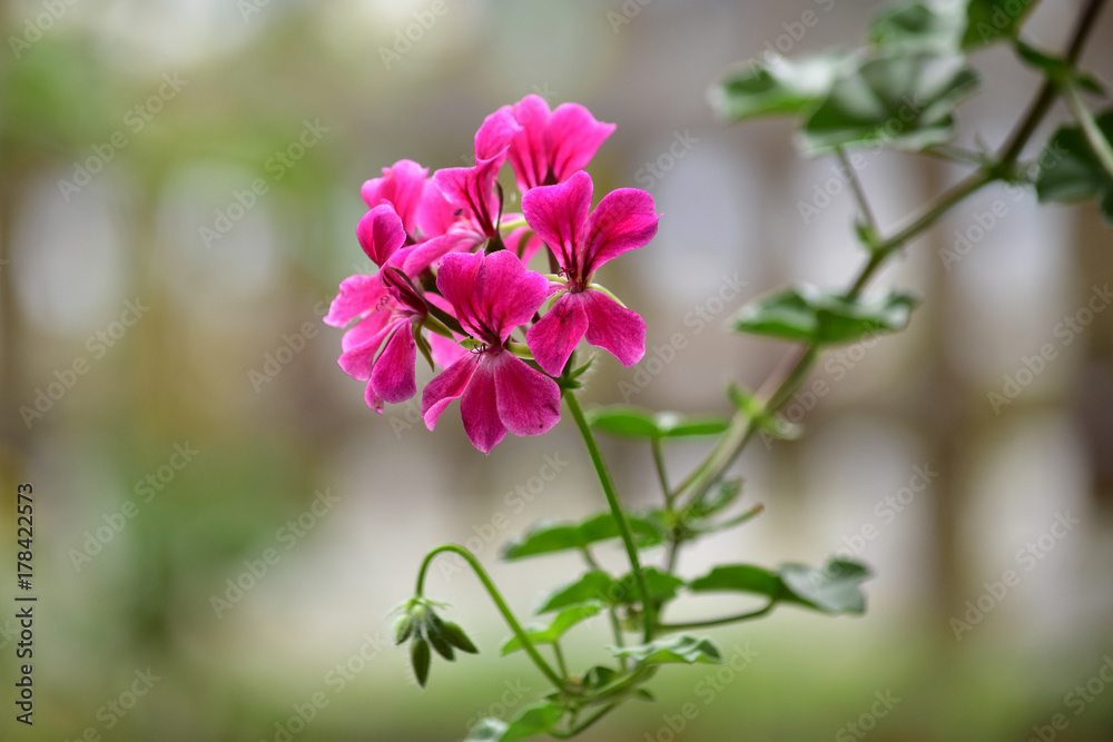 ピンクのアイビーゼラニウム Stock 写真 Adobe Stock