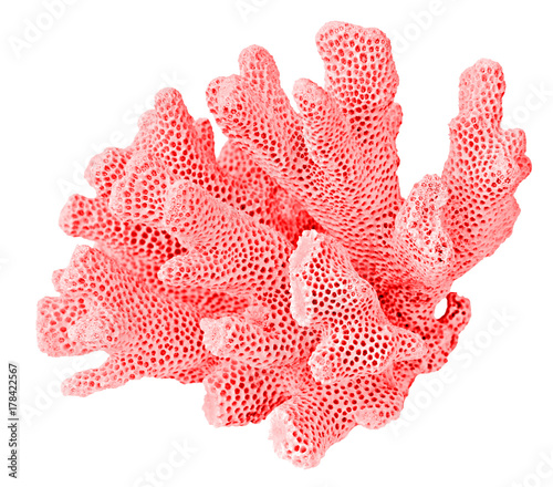 Foto coral on white background