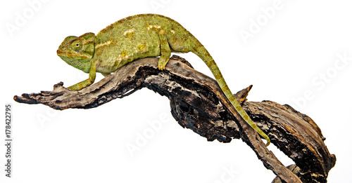 Chameleon on branch photo