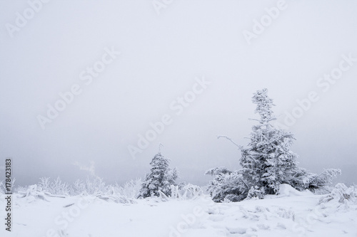 Trees at winter