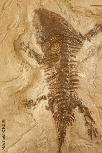 Fossil of prehistoric animals, Fossil trilobite imprint in the sediment © misskaterina