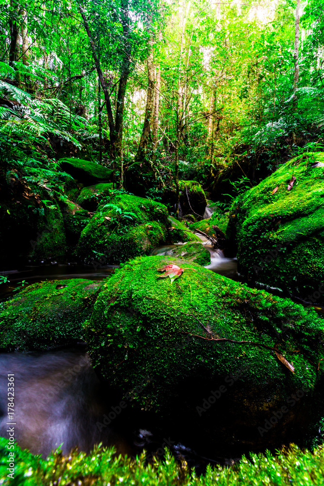 The landscape photo, beautiful waterfall and maple leaf in rainforest, waterfall in Thailand The landscape photo, beautiful waterfall and maple leaf in rainforest, waterfall in Thailand