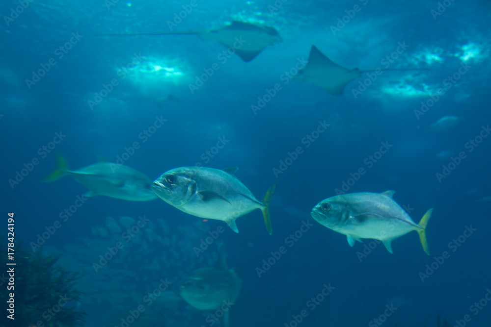Fishes inside Blue Aquarium Tank Fishes inside Blue Aquarium Tank