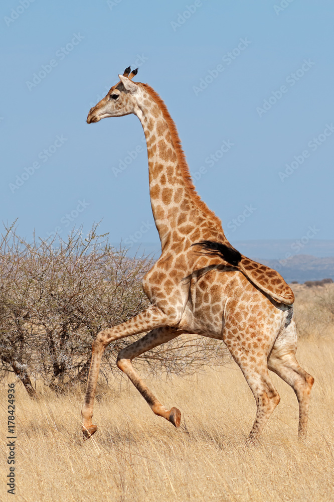 Fototapeta premium Giraffe (Giraffa camelopardalis) running on the African plains, South Africa.