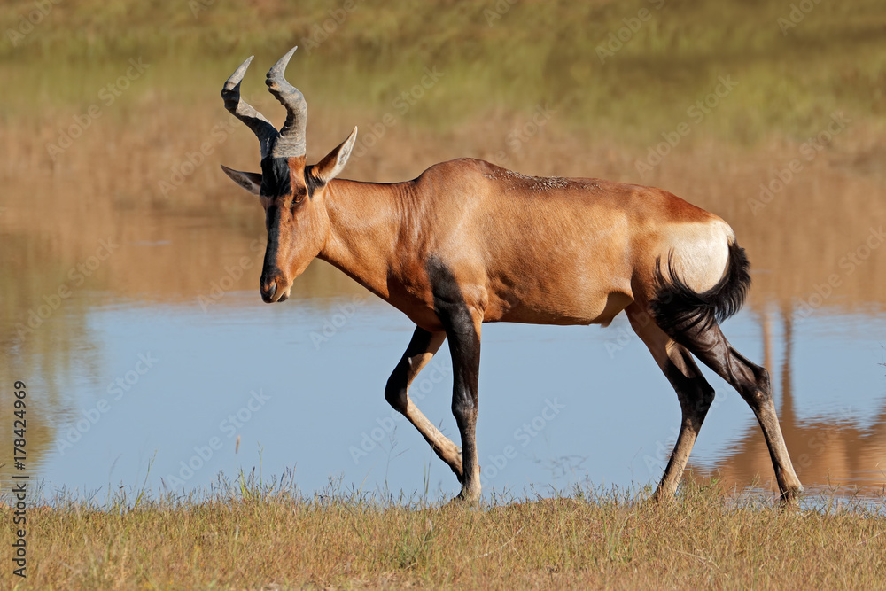 A red hartebeest antelope (Alcelaphus buselaphus) in natural habitat, South Africa. A red hartebeest antelope (Alcelaphus buselaphus) in natural habitat, South Africa.