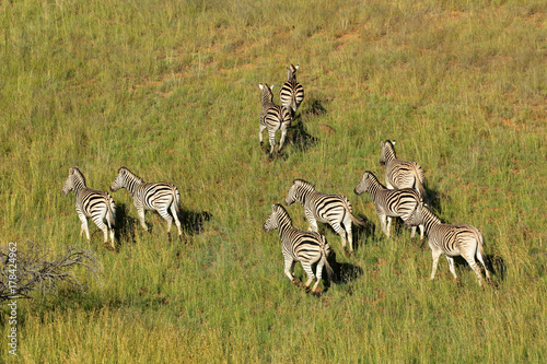 Aerial view of plains zebras (Equus burchelli) in grassland, South Africa.