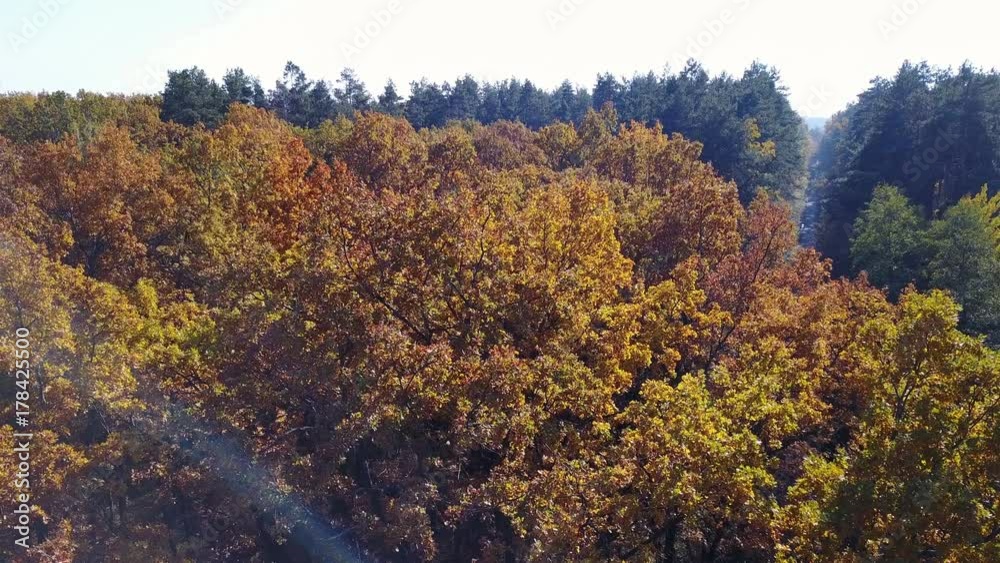 Aerial view on branches in the autumn yellow foliage Aerial view on branches in the autumn yellow foliage