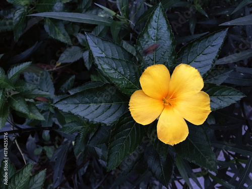 Yellow Flower with the very dark color leaves on the background