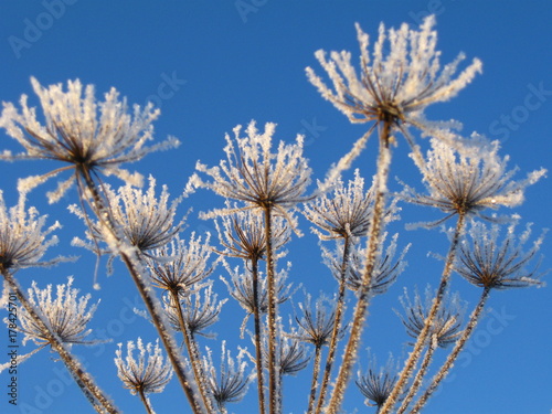 Frozen plants with sky on background