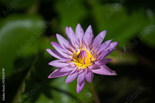 Closeup of Lotus, high contrast background, selective focus (detailed close-up shot)