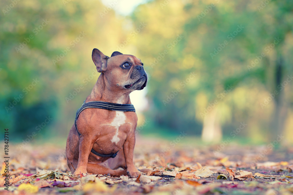 sitzender Hund in Herbstallee