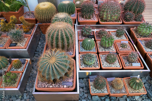 Various cactuses close up grow among stones photo