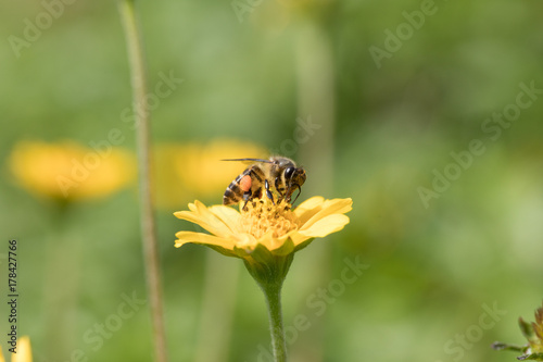 A beautiful bee on yellow flower with Nature background © Thanaphum