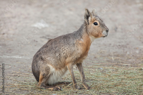 Patagonian mara (Dolichotis patagonum) photo