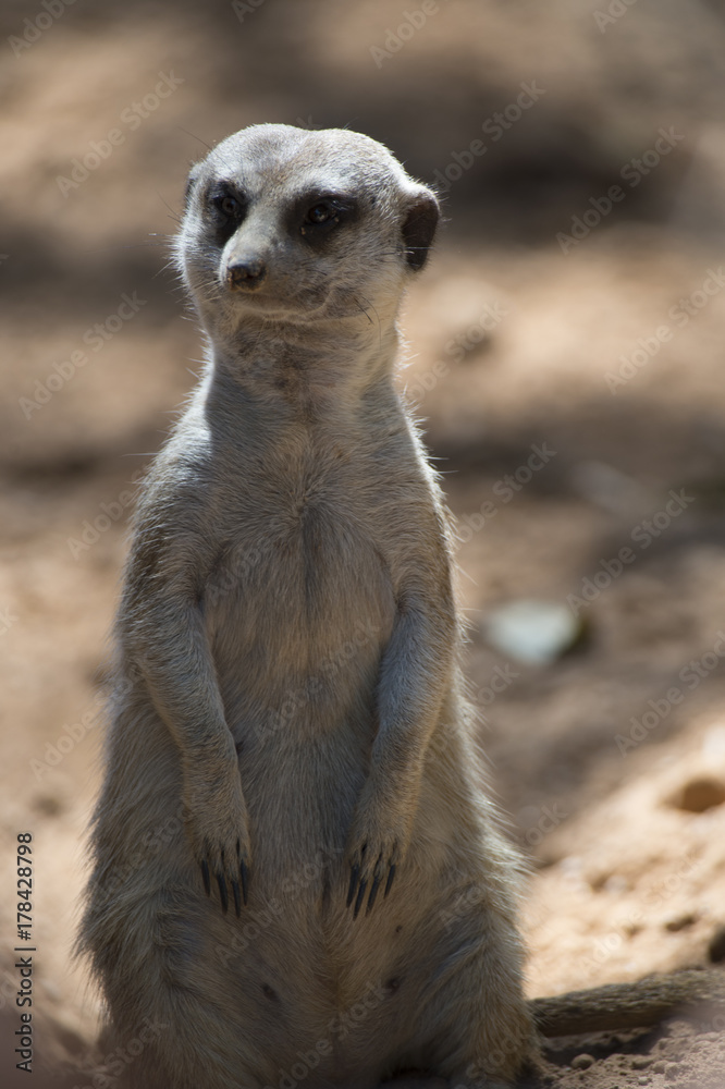 Suricata Suricata