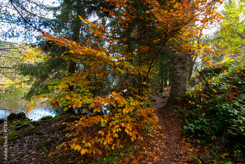 Waldweg am Lac de Longemer im Herbst