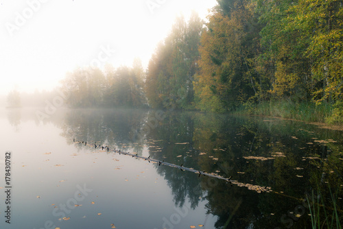  Autumn landscape. Pond and colorful trees in the forest.Misty morning.