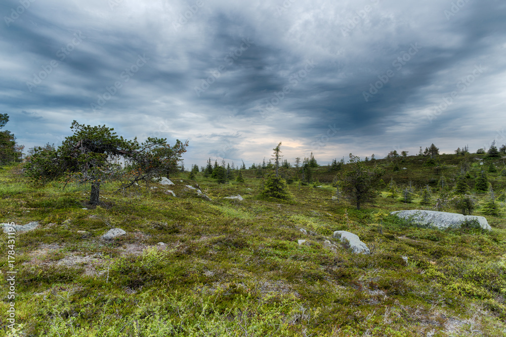 Northern landscape. Lapland hills with trees.
