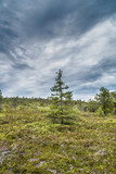 Northern landscape. Lapland hills with trees.