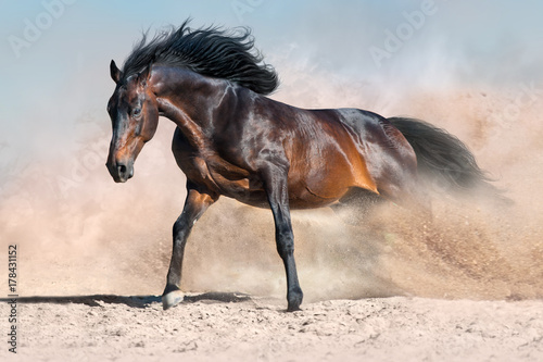 Bay horse run fast in sandy dust