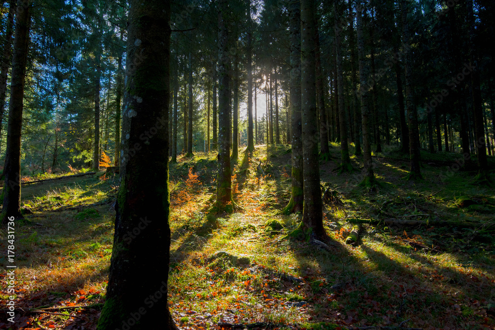 Fototapeta premium Sonnenstrahl im Vogesenwald im Spätherbst