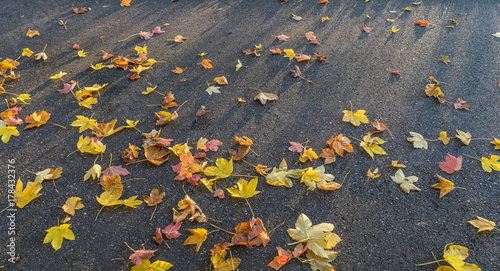 Leaves on the road